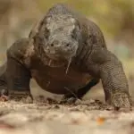 Komodo Tour Package Guide: How Many Days Do You Really Need?