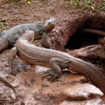 Is Komodo Tour Safe?